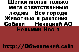 Щенки мопса только мега-ответственным людям - Все города Животные и растения » Собаки   . Ненецкий АО,Нельмин Нос п.